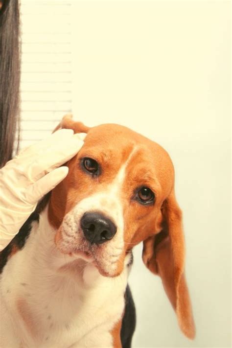 Dog Ear Cropping Price How Much Does It Cost Dog Pricing