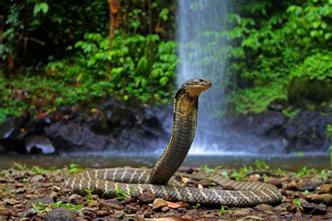 King Cobra (Ophiophagus hannah) Western Bali Indonesia | Flickr