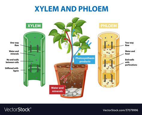 Diagram The Structures Of Xylem And Phloem Difference Betwee