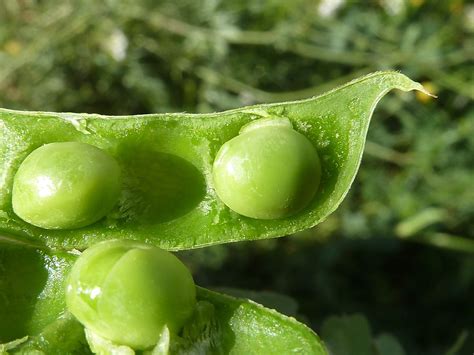 Todo Sobre El Cultivo Del Guisantes En Tu Huerto Urbano