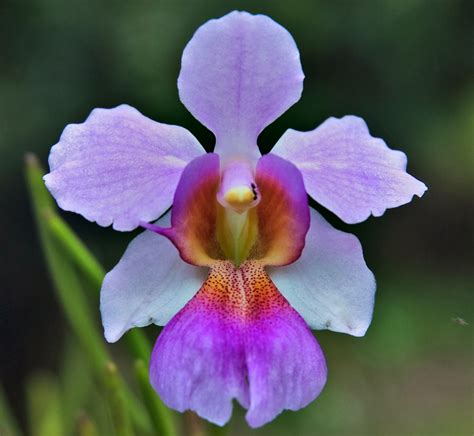 Blok888: Top 10 Most Exotic Flowers in the world 1