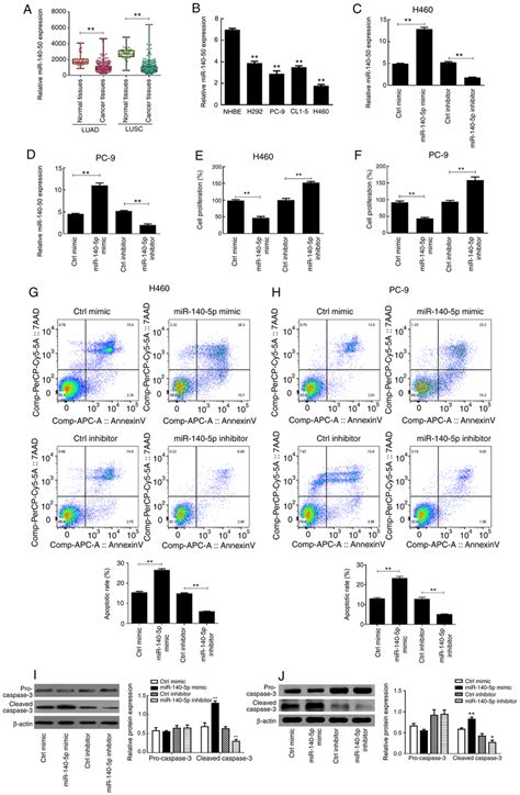 Mir P Regulates The Proliferation And Apoptosis Of Human Lung