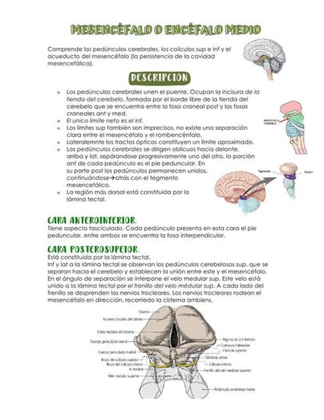 Mesencéfalo o encéfalo medio Valrauda uDocz