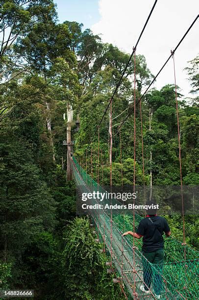 sabah canopy walk   premium high res pictures getty images