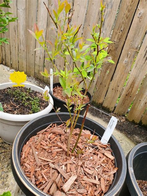 Pink Lemonade Blueberry Bushes For Sale