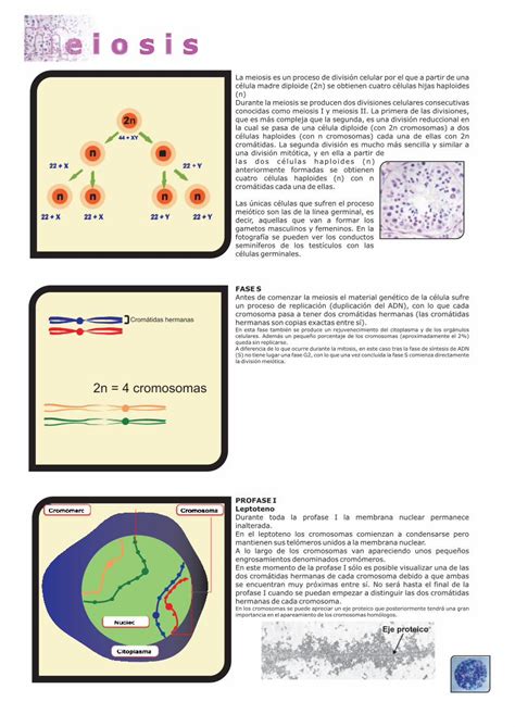 PDF Meiosis En PDF Materiales TIC De Lourdes Luengo La Meiosis Es