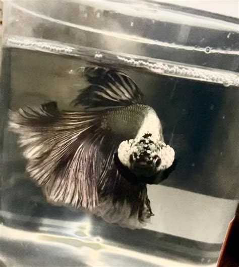 Dragon Scale Male Betta Aquariums Muskoka