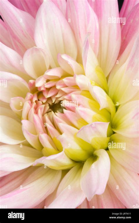 Dahlia Pink Princess Stock Photo Alamy