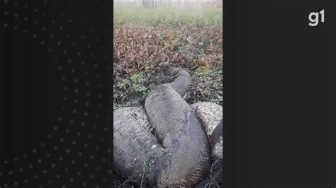 V Deo Sucuri Verde De Cerca De Metros Encontrada Morta S Margens