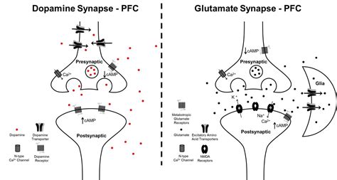 Dopamine And Glutamate Interactions In ADHD Implications For The