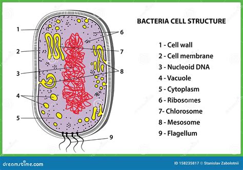 Bacteria Cell Structure