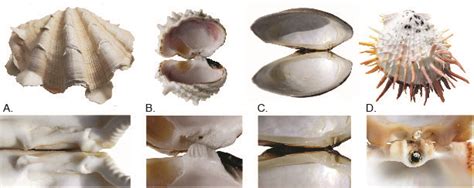 Bivalve Preservation Casts And Molds Fossils Kentucky Geological Survey University Of Kentucky