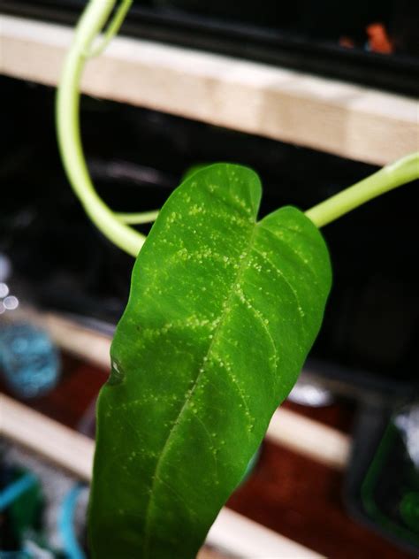 Is This Aphids Or What On River Spinach Rgardening