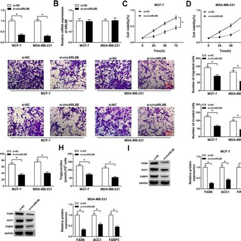 Circarl B Knockdown Inhibited Bc Cell Viability Migration Invasion