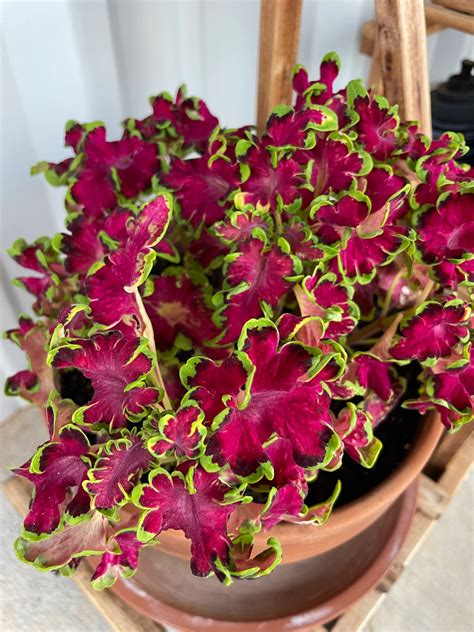 Colocha Rose Coleus Seeds Baker Creek Heirloom Seeds