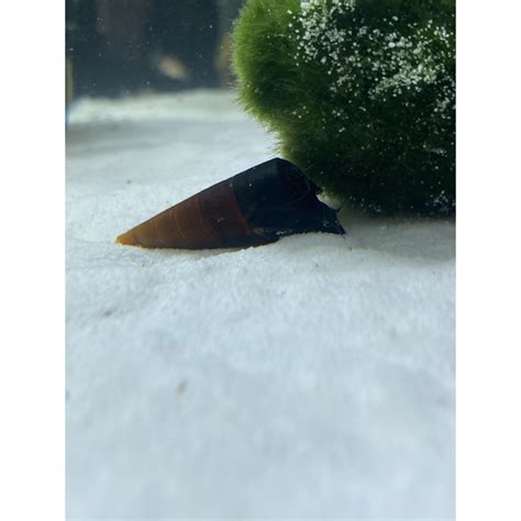 Cappuccino Schnecke Faunus Ater 4 89