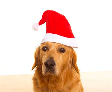 Golden Retriever Puppy Dog with Gift and Santa Hat. Isolated Stock ...