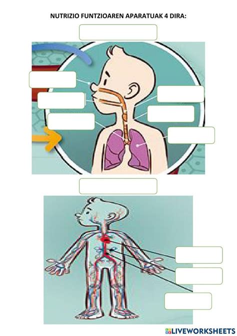 Ficha Online De Nutrizio Funtzioa Para Maila Puedes Hacer Los