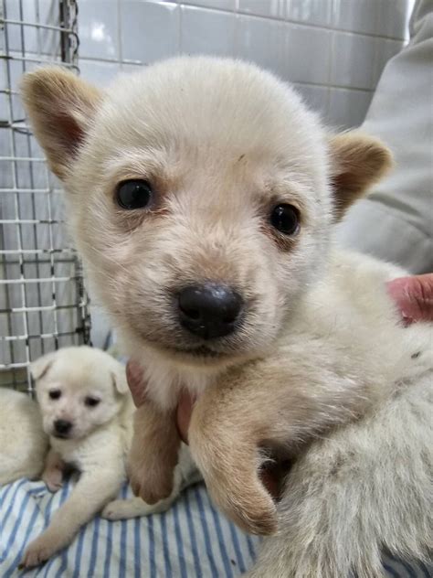 「緊急 ️沢山の子犬が収容 」山口県 犬の里親募集 482883 3枚目の画像 ペットのおうち【里親決定25万頭！】