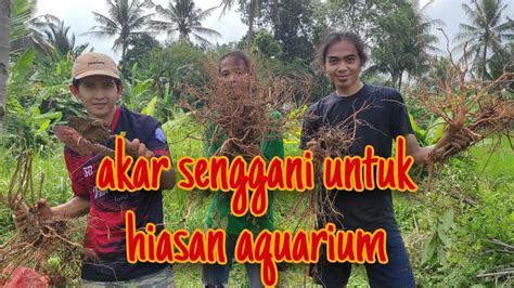 Mencari Akar Senggani Untuk Aquascape Hiasan Aquarium Murah Meriah