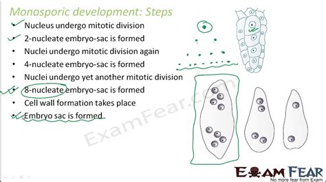 Biology Sexual Reproduction In Plants Part Monosporic Development