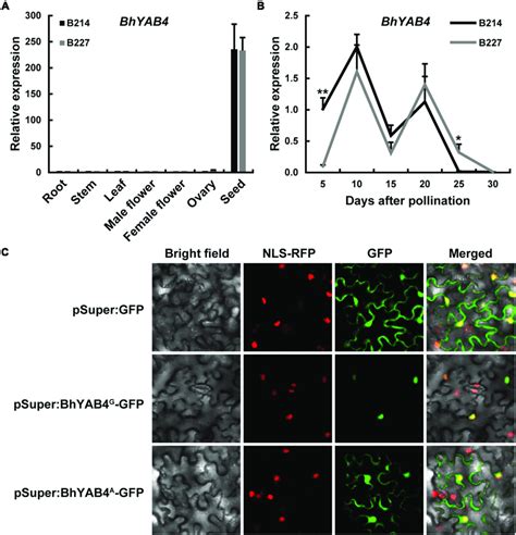 Expression Pattern And Subcellular Localization Of Bhyab A Relative