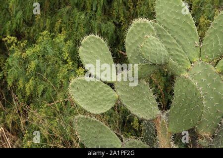 Der Nopal Kaktus Opuntia Kakteen Wachsen In Teotihuacan Mexiko