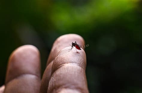 Asiatische Tigerm Cke Wie Gef Hrlich Ist Ihr Stich