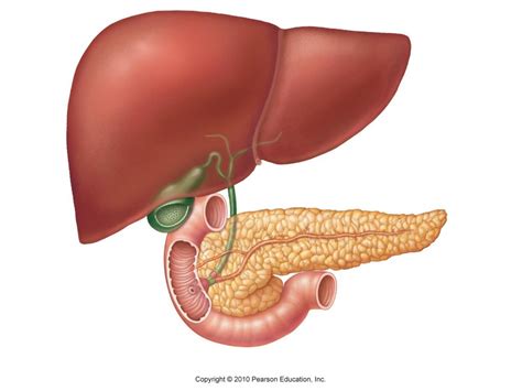 Relationship Of The Liver Gallbladder And Pancreas To The Duodenum