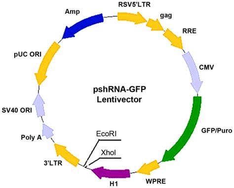 Construction Of A Recombinant Lentivirus Mediated Shrna Expression