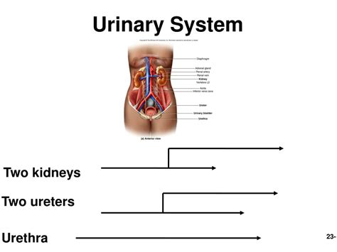 Ppt The Urinary System Powerpoint Presentation Free Download Id 9180056