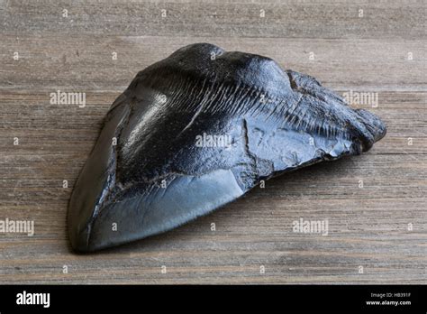 Fossilized Megalodon Shark Tooth Stock Photo Alamy