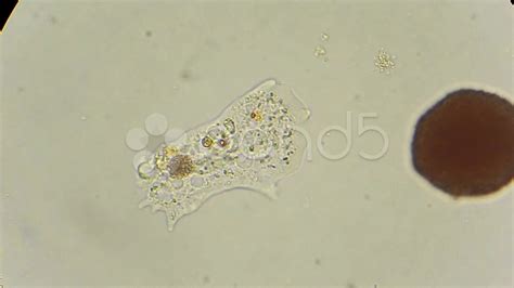 Amoeba Under Microscope 40x Amoeba Proteus Slide W M Despite The Presence Of An Opaque Shell