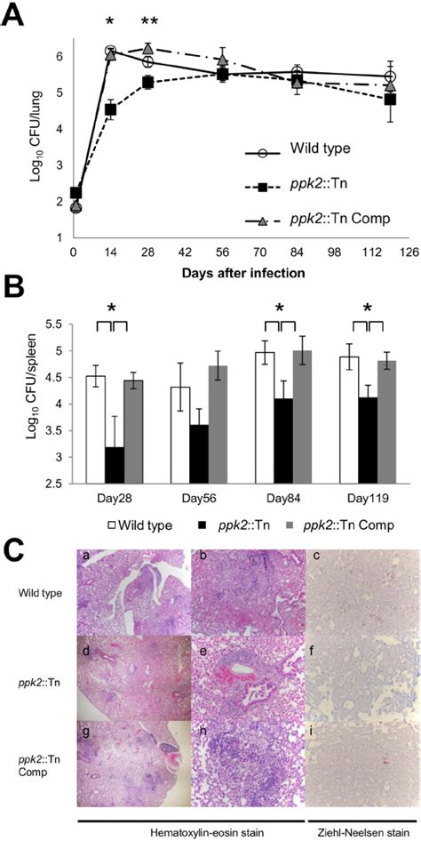 Ppk2 Is Required For M Tuberculosis Virulence In The Murine Model A