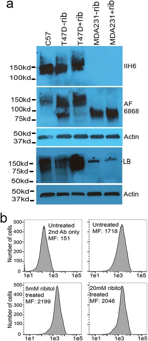 Detection Of Matriglycan In T47d Breast Cancer Cells After Ribitol