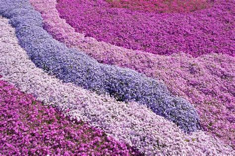 How to Grow and Care for Creeping Phlox | Gardener's Path