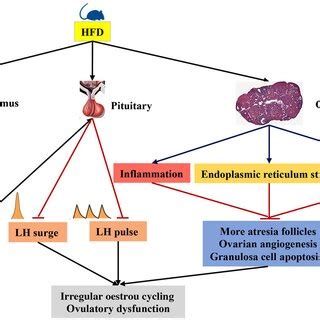 HFD exposure induces hypothalamic-pituitary-ovarian (HPO) axis... | Download Scientific Diagram