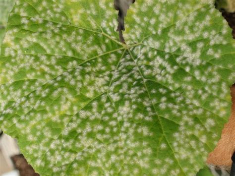 Powdery Mildew Management In Pumpkin And Squash Fruit Vegetable