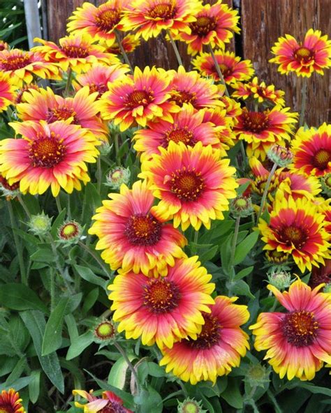 Different Types Of Daisies To Plant In Your Garden This Spring