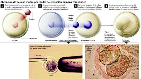 Clonacion ¿que Es La Clonacion