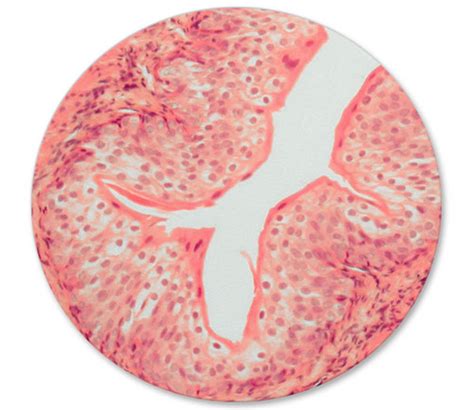 Urinary Histology Flashcards Quizlet