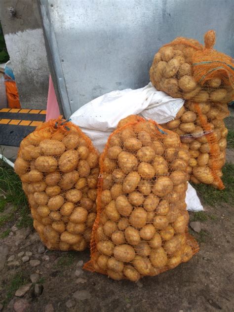 Ziemniaki Owacja Kg Smaczne Zwi Z E Naturalne Pa Ki Kup Teraz Na