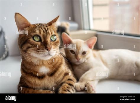 Bengal Cat And Burmese Kitten Lie Together Two Cats Rest Next To Each