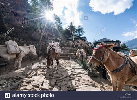 Horses And Donkeys Outside Of Lukla Nepal Stock Photo Alamy