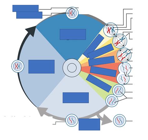 Diagram Of The Cell Cycle And Mitosis Quizlet