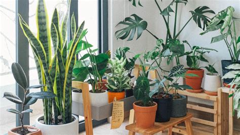 Une Grande Vente De Plantes Se Pr Pare Pour Ce Week End Lyon