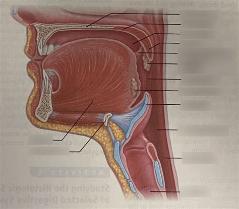 Bio Oral Cavity And Throat Diagram Quizlet