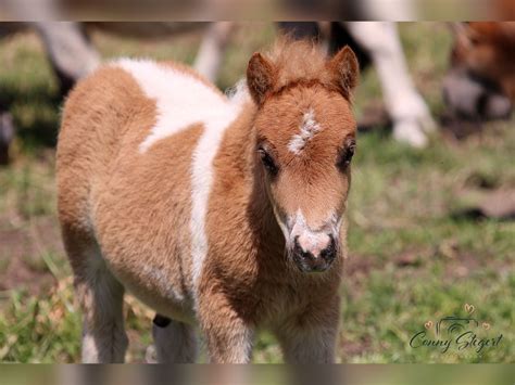 Poneys Shetland Étalon 1 Année 80 cm Pinto in Reppichau