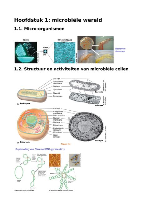 Microbiologie schema Hoofdstuk 1 microbiële wereld 1 Micro