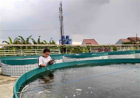 Cara Menjaga Kualitas Air Budidaya Ikan Agar Tetap Optimal Budidaya Ikan